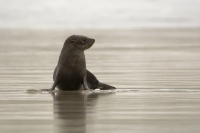 Lachtan Forsteruv - Arctocephalus forsteri - New Zealand Fur Seal - kekeno 8123